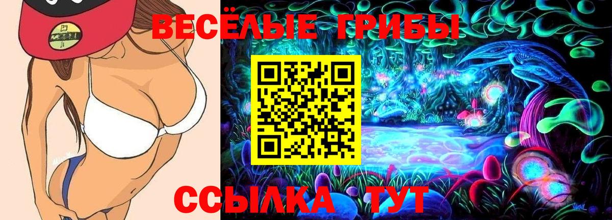 Новозыбков  цены наркотик  Вход с VPN  Галлюциногенные грибы мицелий  Галлюциногенные грибы Psilocybine cubensis 